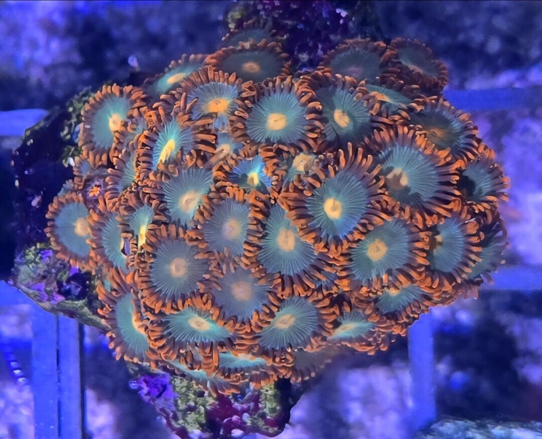 Krustenanemone Zoanthus "Gatorade"