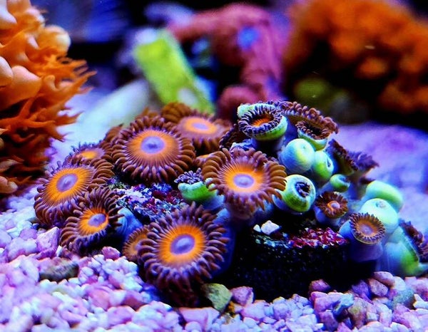 Krustenanemone Zoanthus "Red Circle"