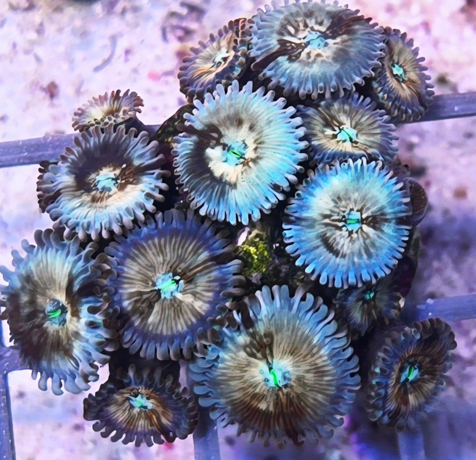 Krustenanemone Zoanthus Set "Seduction" & "Stargazers"