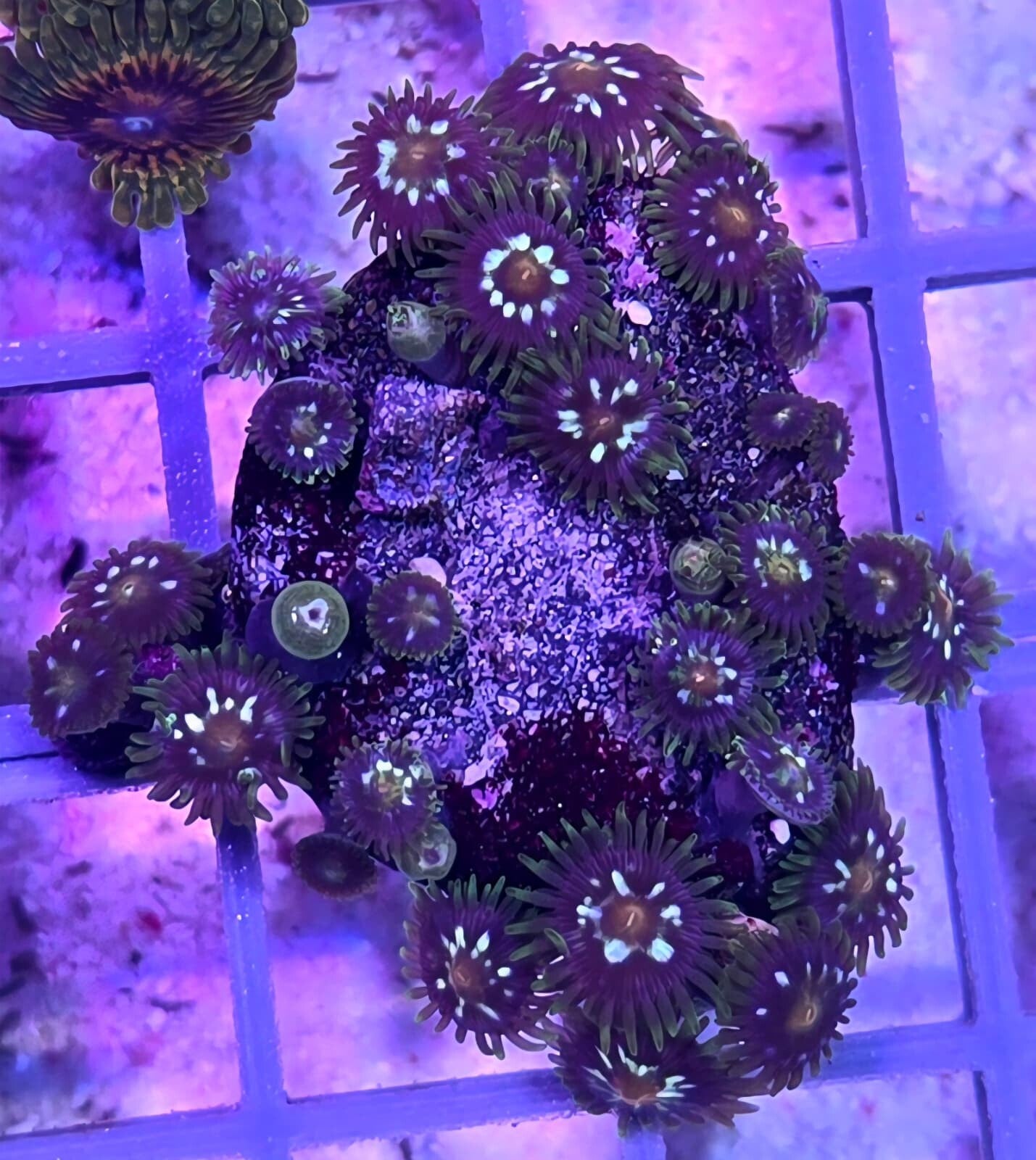 Krustenanemone Zoanthus "Stargazers"