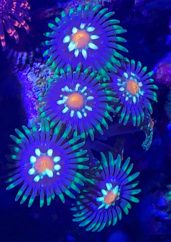 Krustenanemone Zoanthus "Stargazers"