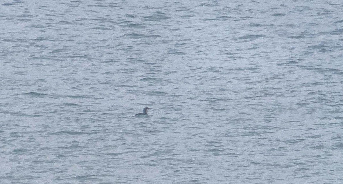 Black-throated Diver - LL