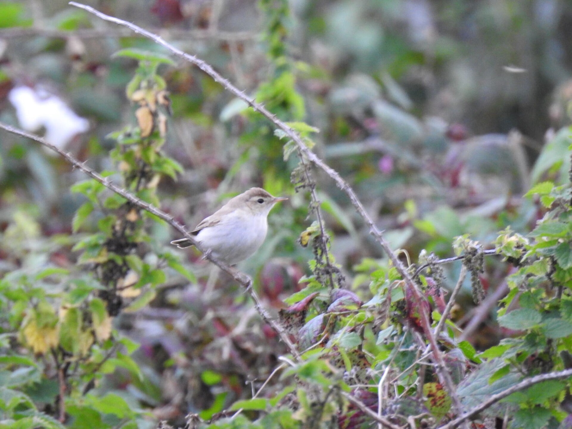 Zennor Booted Warbler