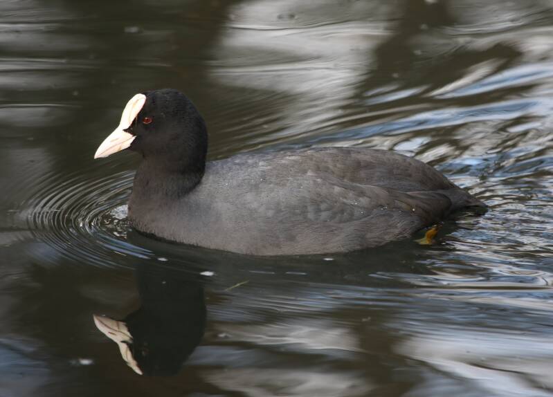 Coot - a mega rare bird in St Ives