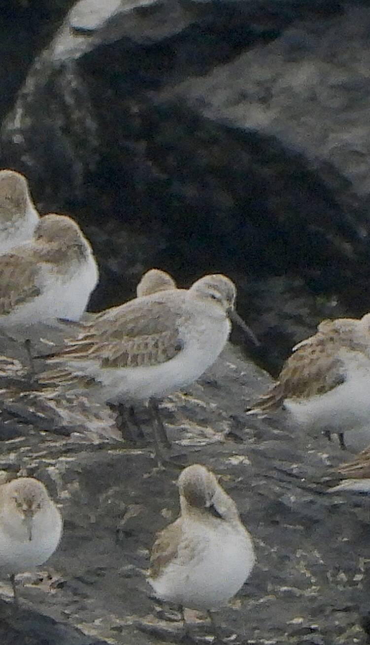 Curlew Sandpiper on The Island rocks