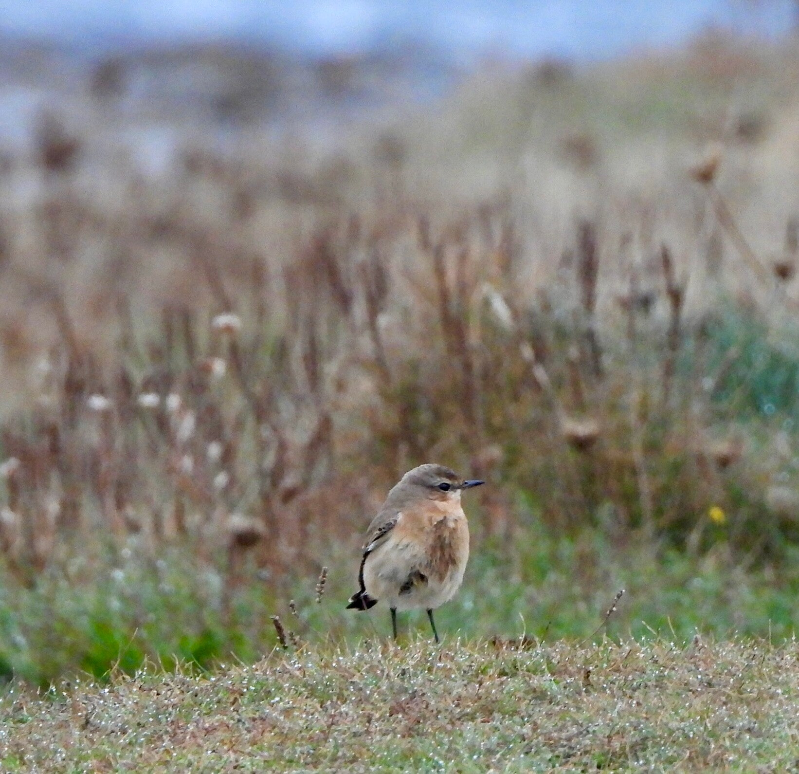 Wheatear on Clodgy Point
