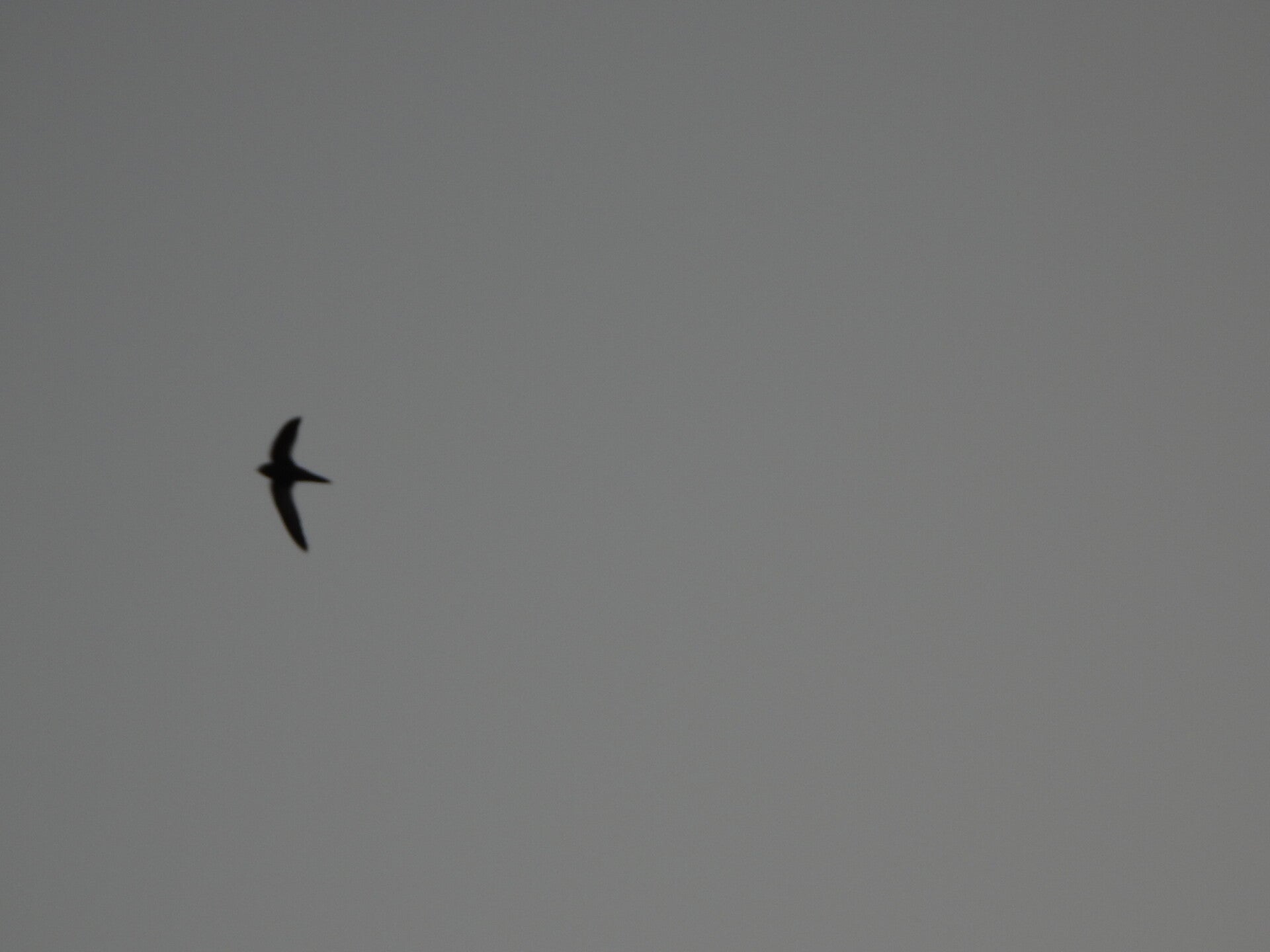 Pallid Swift St Ives Nov 25