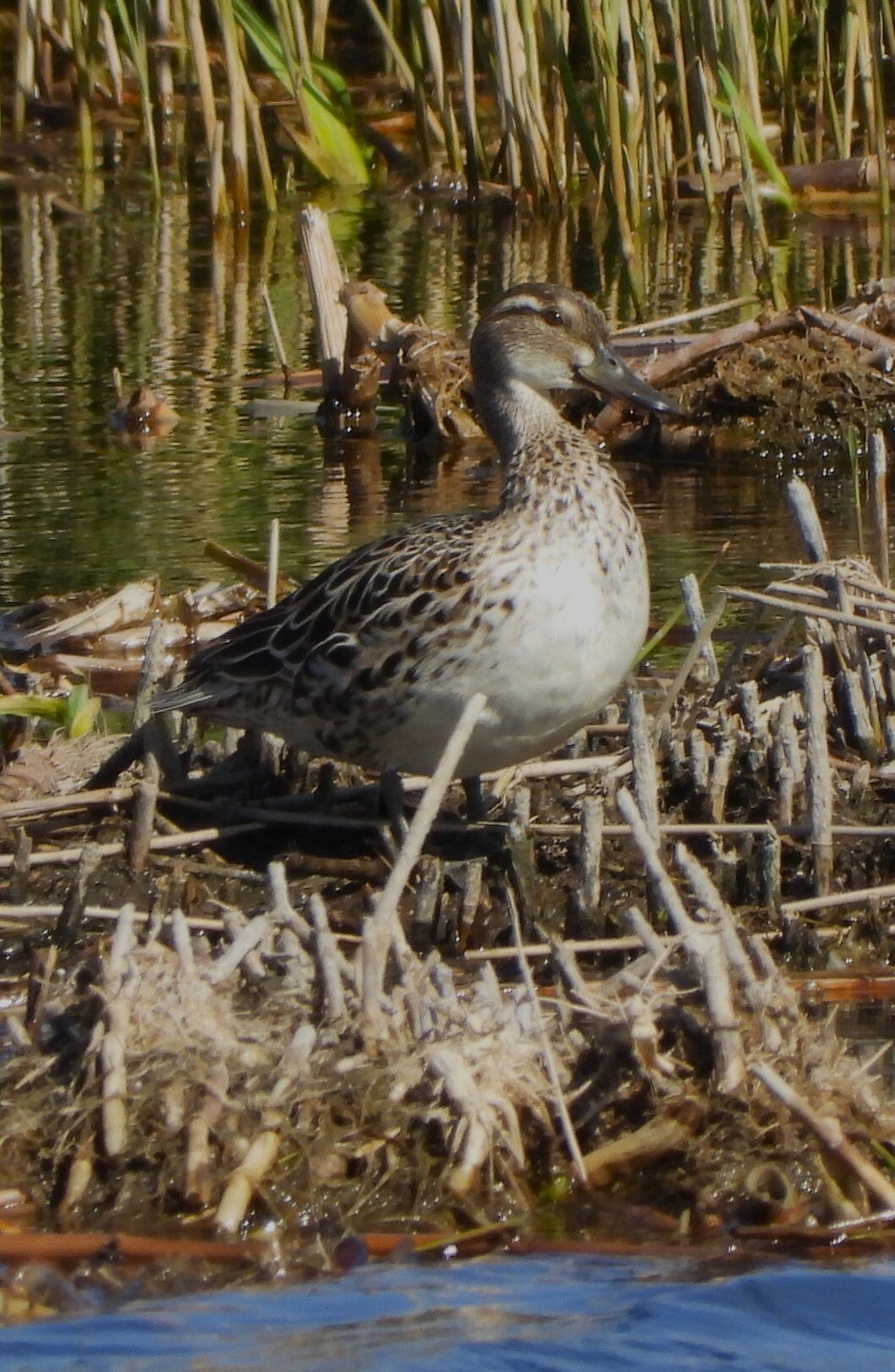 Female Garganey - Marazion Marsh