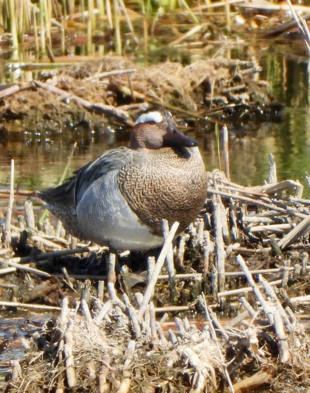 Male Garganey - Marazion Marsh