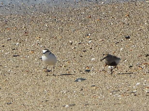 Kentish Plover and Dunlin - Marazion