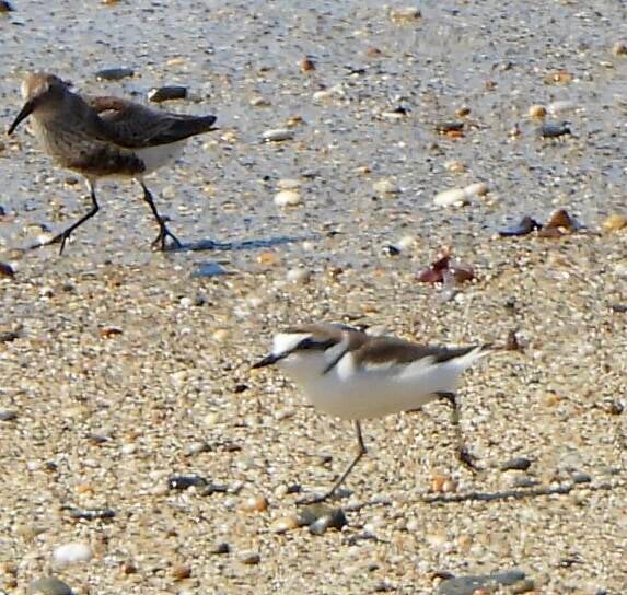 Kentish Plover - running away from a dog