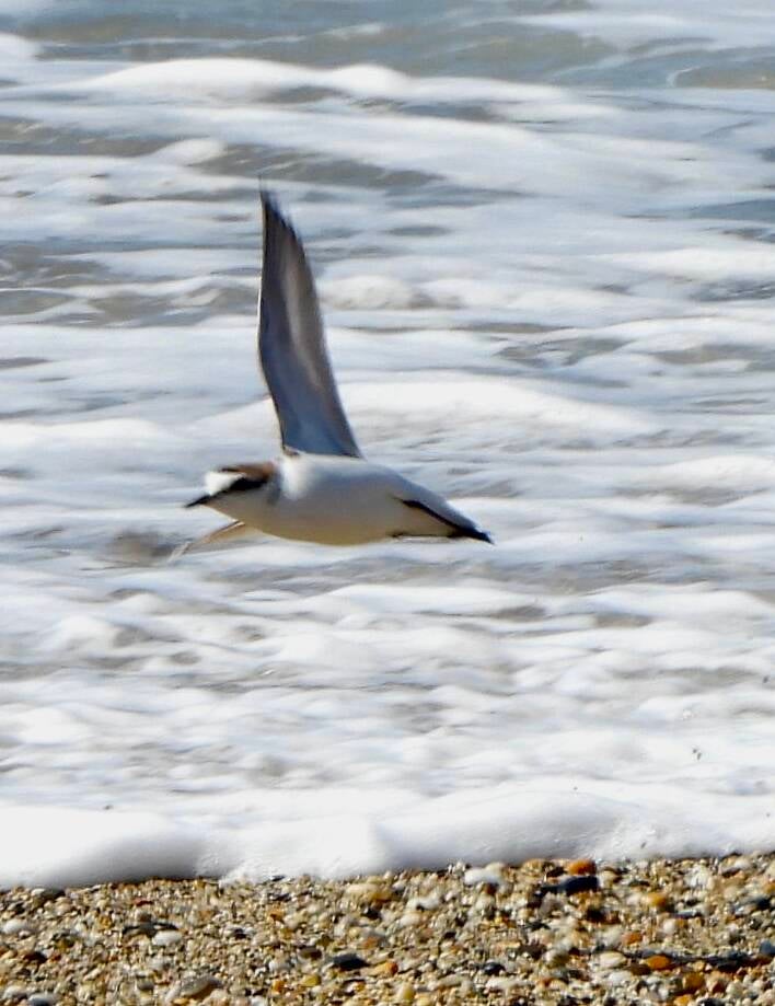 Kentish Plover in flight