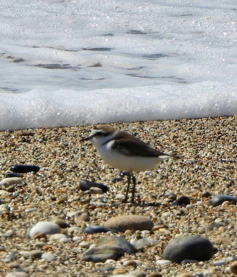 Adult Kentish Plover in a rare restful moment at Marazion