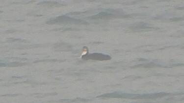 Is that a chin strap we see before us?