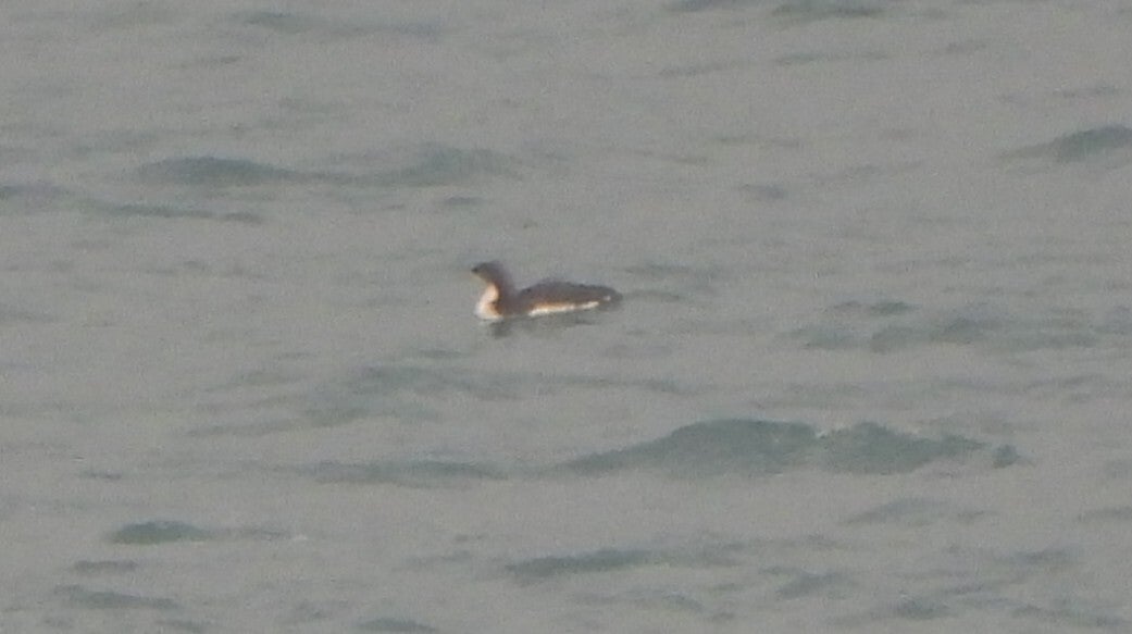 Pacific Diver showing clean white sides with no rear peak