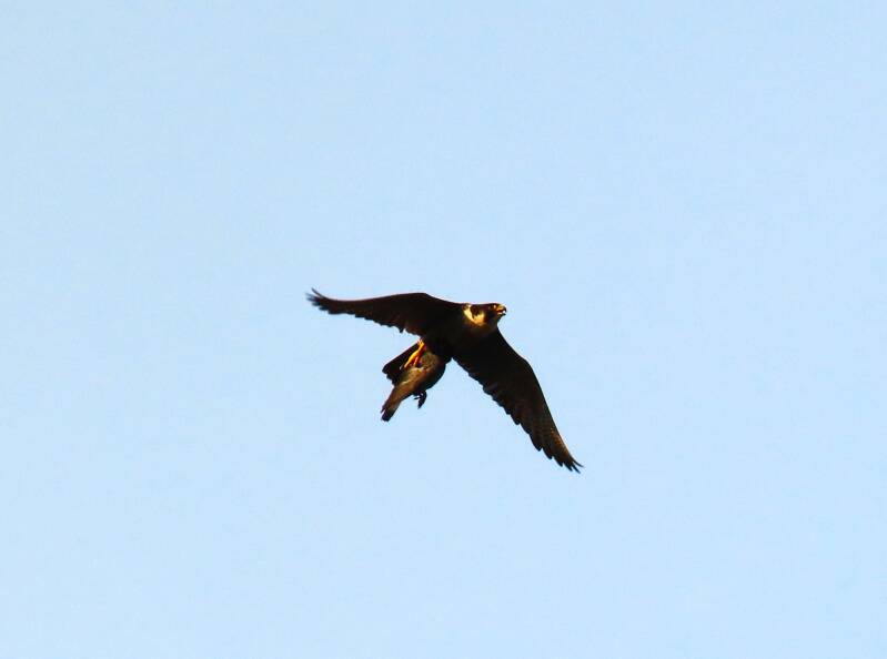 Peregrine over St Ives - with a dead sky rat