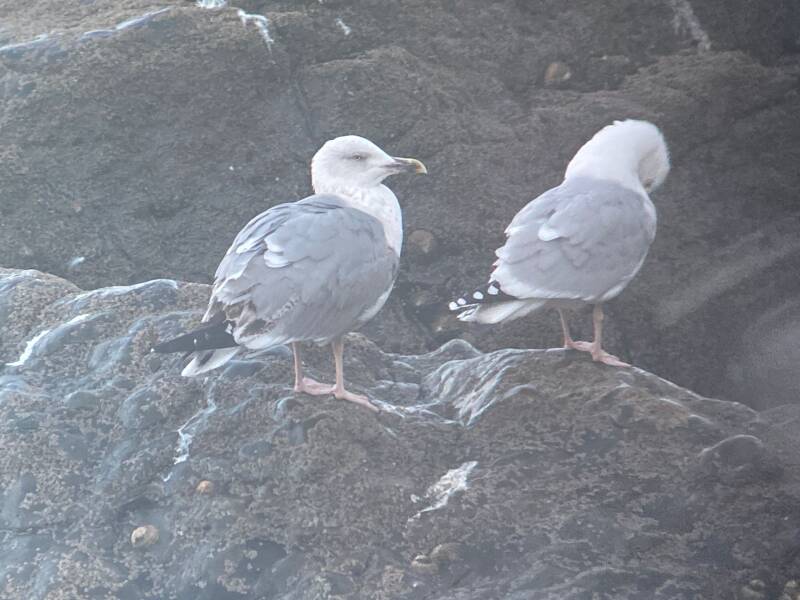 Possible Yellow-legged Gull