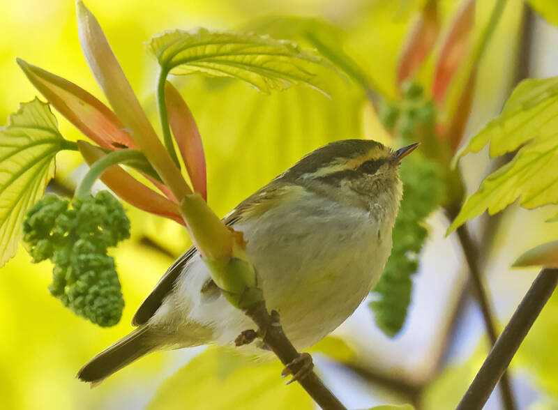 Pallas's Watbler in Trewyn Gardens, St Ives
