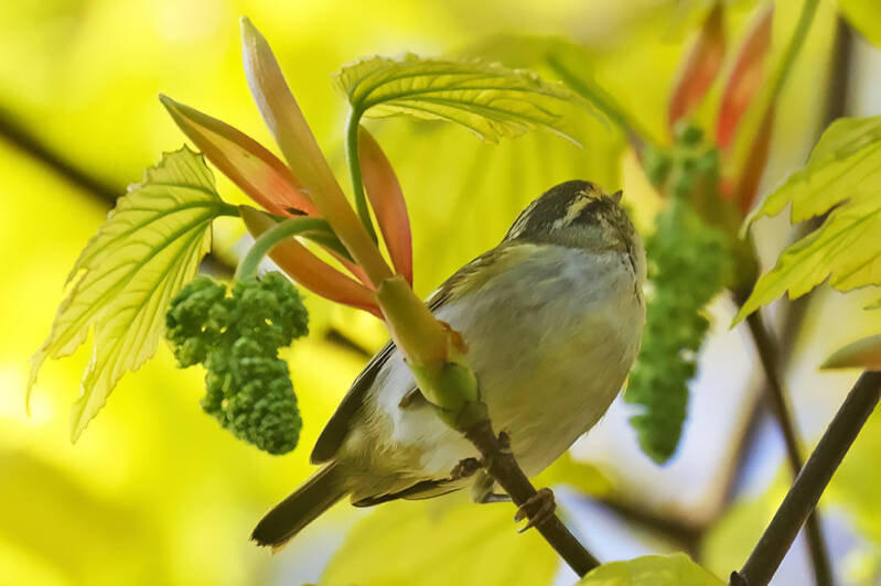 Pallas's Warbler in St Ives