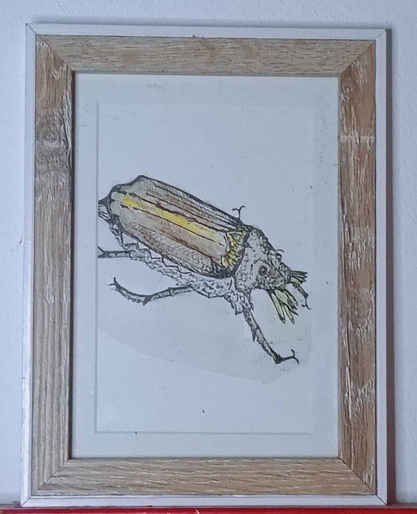 Het verwarde insect