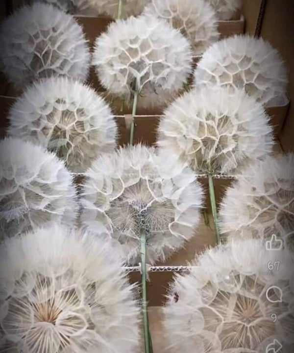 Dandelion, pluizen bol, paardenbloem