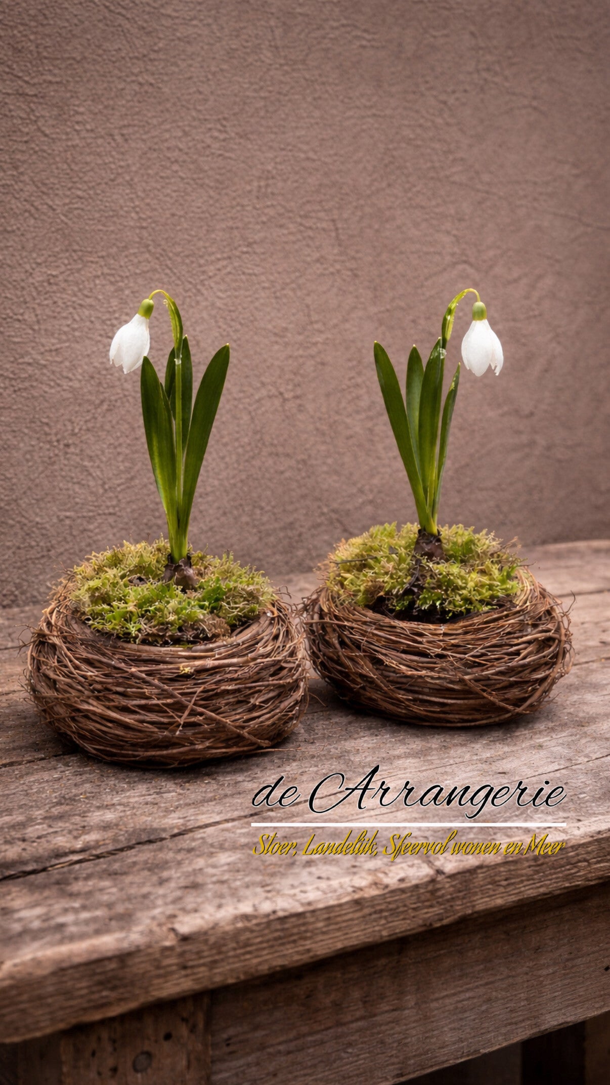 Nestje met mos en kunst sneeuwklokje op bol