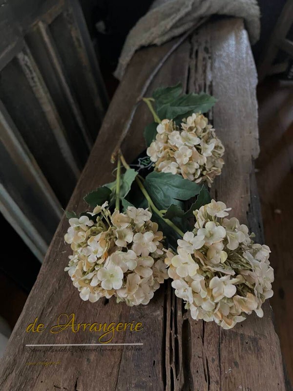 Snowball (hortensia) crème 90cm