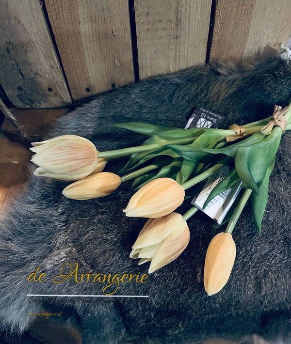 Mini tulpen, 6 stelen, 25cm - champagne