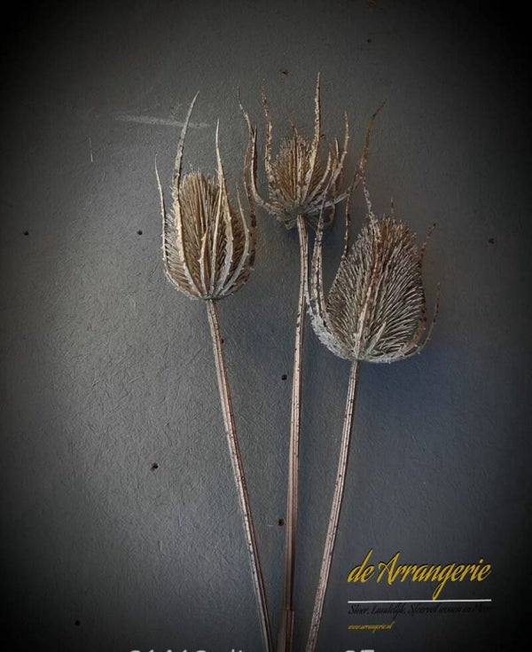 Stoere distel tak - dipsacus 85cm