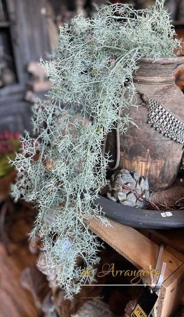 Tillandsia hanger tak groen