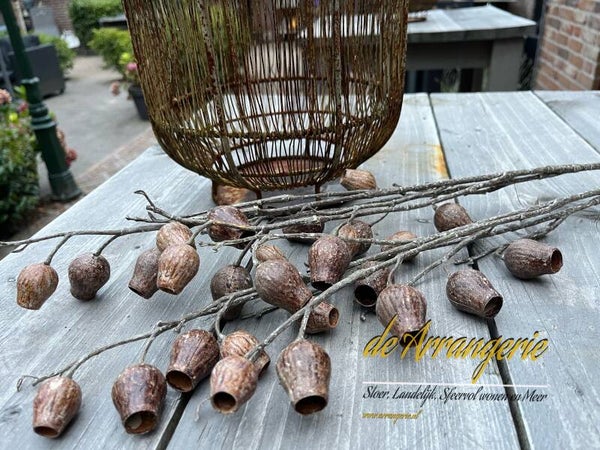 Eucalyptusbes tak 85cm