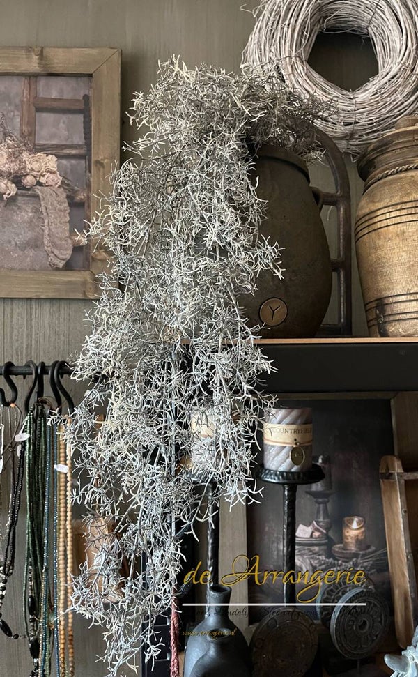 Tillandsia hanger tak grijs
