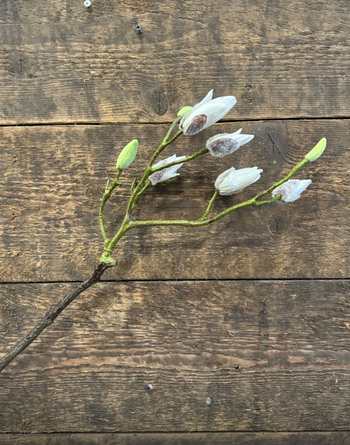 Witte magnoliatak 75cm - kunst