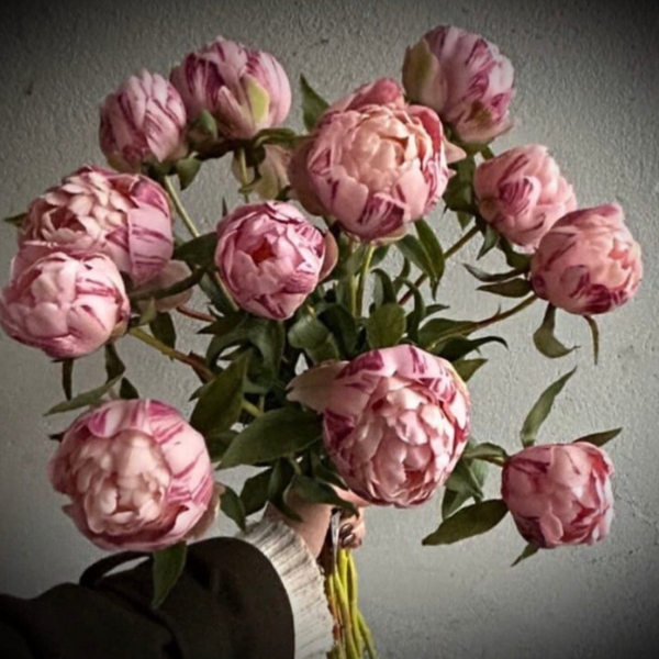 Pioenrozen pink real touch (per 3)