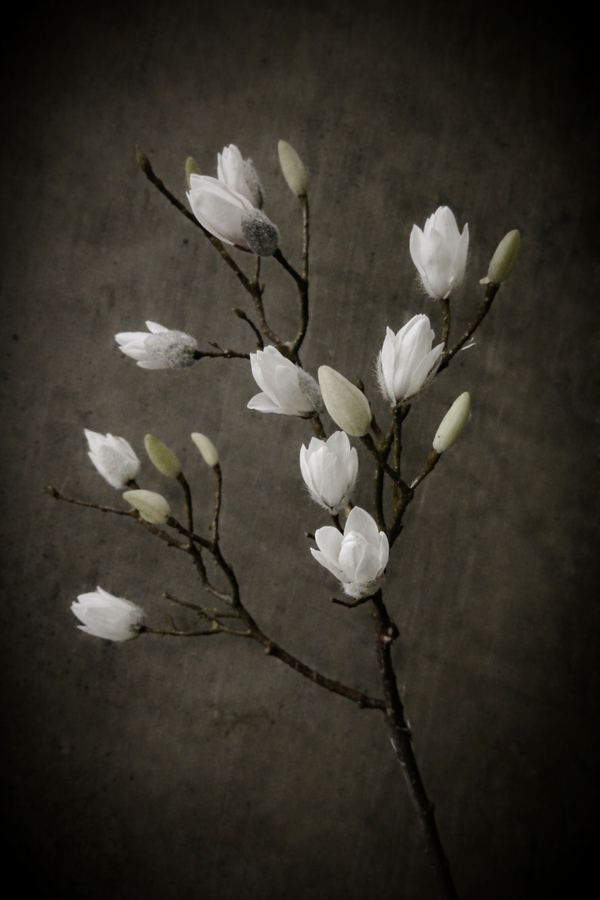 Magnolia tak 110cm