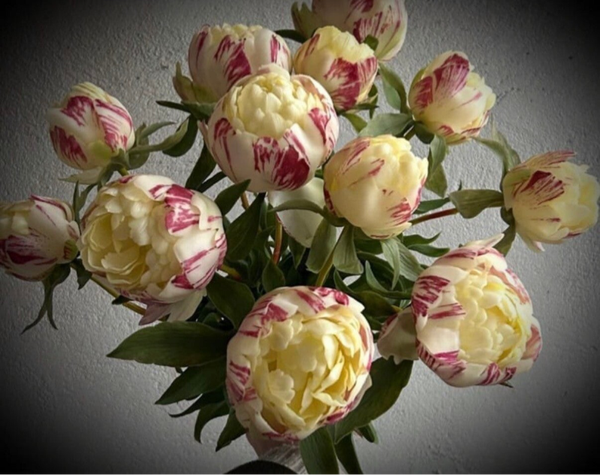 Pioenrozen cream real touch (per 3)