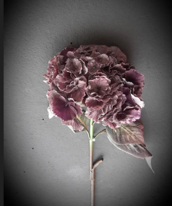 Grote hortensia in mauve