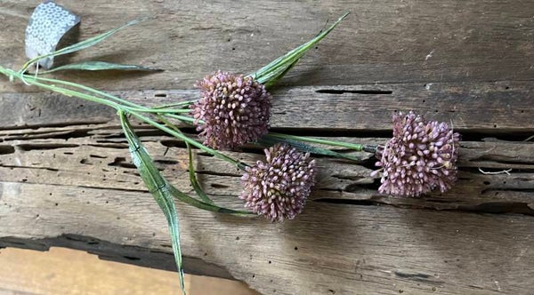 Alliumbollen - dark purple - 3 aan 1 tak