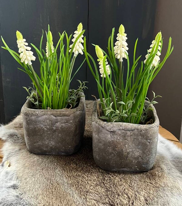 Witte druifjes in aardewerken potje