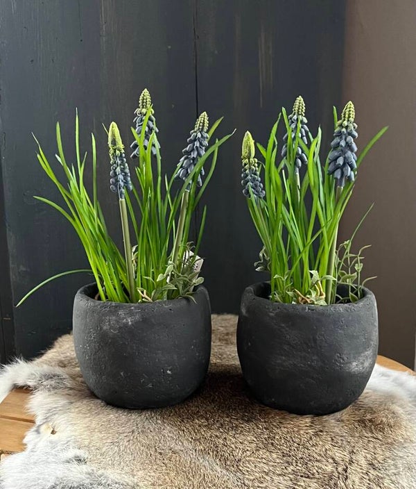 Blauwe druifjes in aardewerken potje