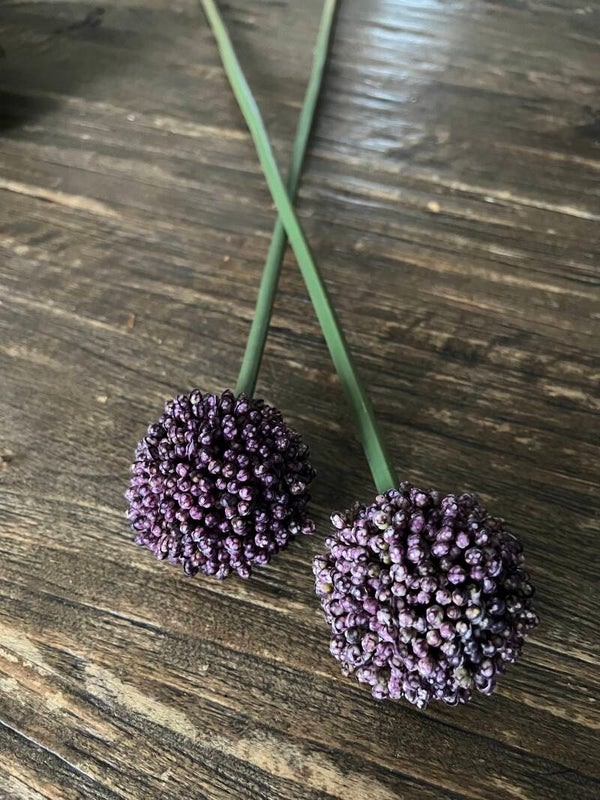Allium bollen in dark Purple 55cm
