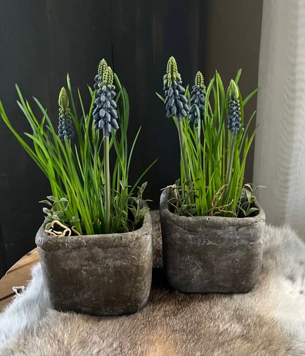 Blauwe druifjes in vierkante aardewerken potjes