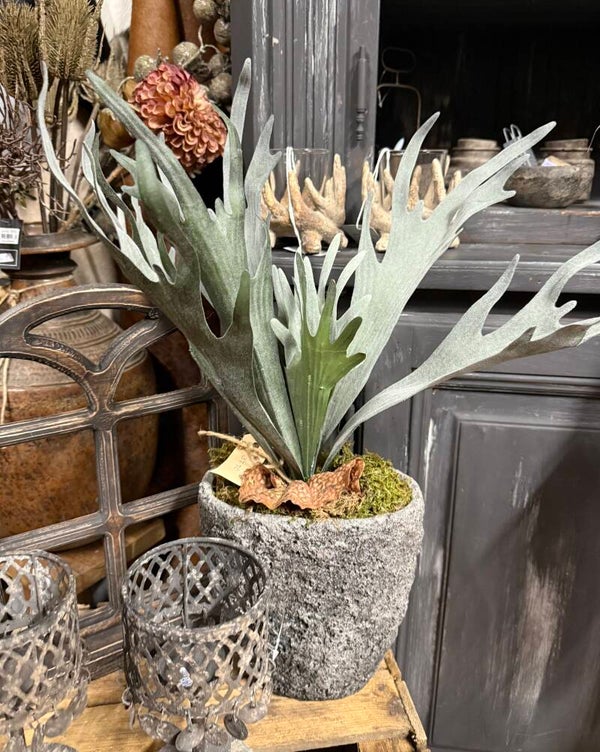 Pot opgemaakt met kunst hertshoorn