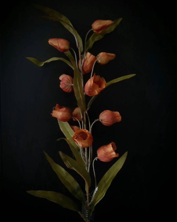 Abutilon  antique copper 100cm