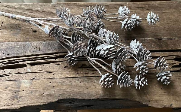 vergrijsd takje met dennenappeltjes