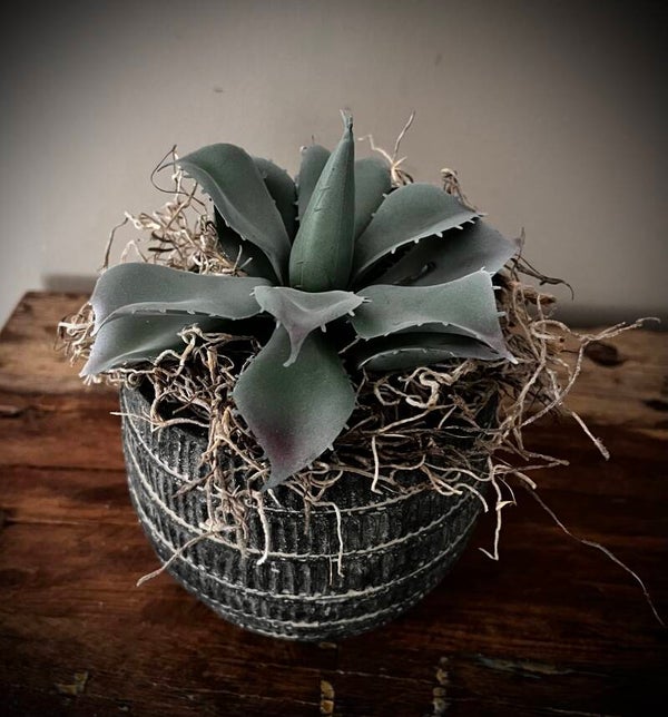 Vintage grey  pot met agave