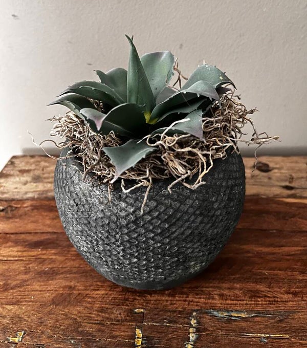 Vintage grey pot met agave
