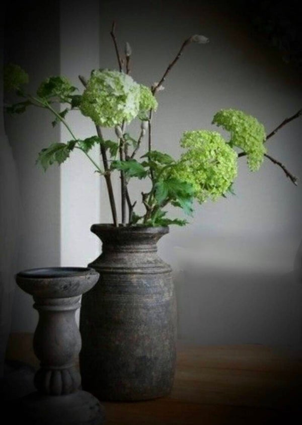 Viburnum groen 60cm 6 koppen
