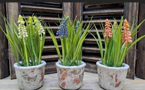 Witte, roze en blauwe druifjes in stenen potje