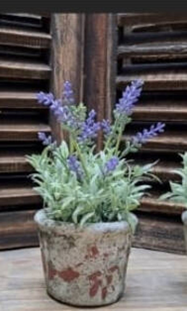 Lavendel in sober stenen potje